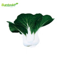 harvester improve seedlings pakchoy Chinese vegetable cabbage seeds